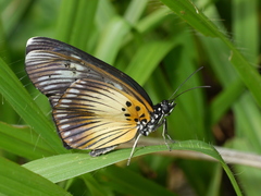 Pseudacraea lucretia protracta