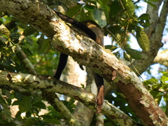 Cercopithecus neglectus