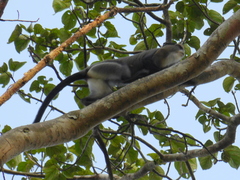 Cercopithecus neglectus
