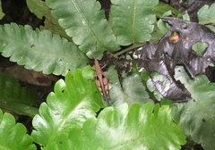 Xiphiola cyanoptera