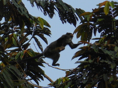 Cercopithecus neglectus