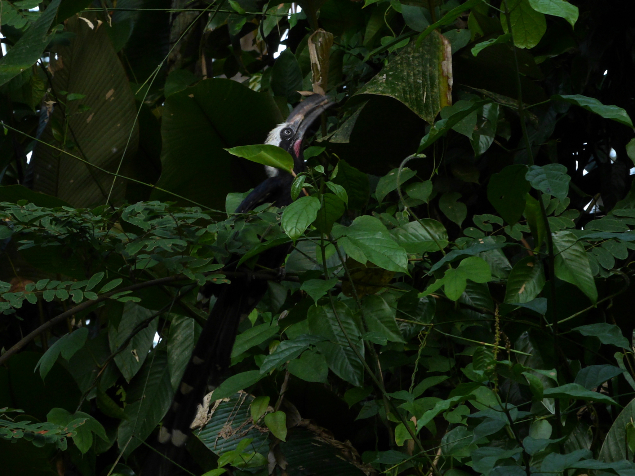 Eastern Long-tailed Hornbill illustration
