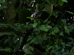 White-crested Hornbill