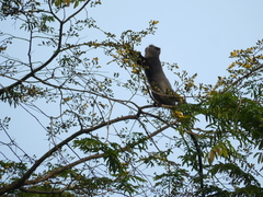 Cercopithecus nictitans