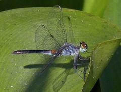 Oligoclada rubribasalis