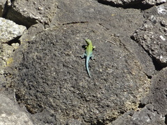 Liolaemus tenuis