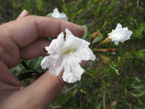 Image of Tabebuia bahamensis by (c) Ben Machado, some rights reserved (CC BY)