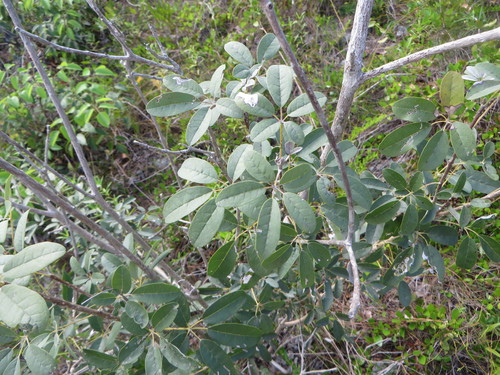 Tabebuia bahamensis, photograph 6