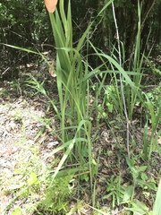Gladiolus × hortulanus