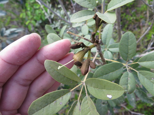 Image of Tabebuia bahamensis by (c) Ben Machado, some rights reserved (CC BY)