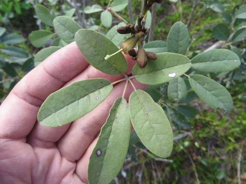 Image of Tabebuia bahamensis by (c) Ben Machado, some rights reserved (CC BY)