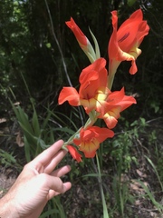 Gladiolus × hortulanus