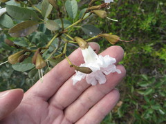 Tabebuia bahamensis