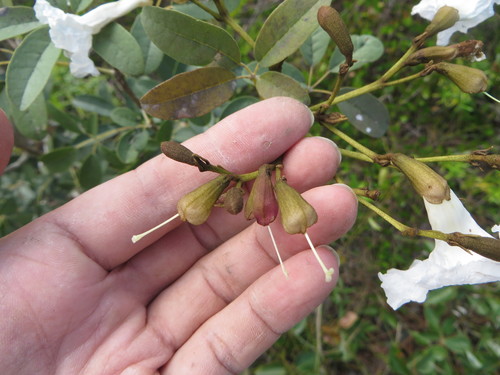 Image of Tabebuia bahamensis by (c) Ben Machado, some rights reserved (CC BY)