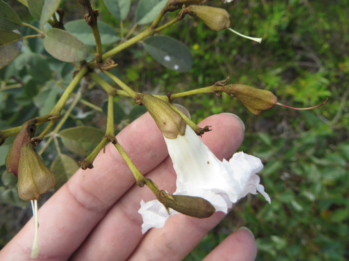 Image of Tabebuia bahamensis by (c) Ben Machado, some rights reserved (CC BY)