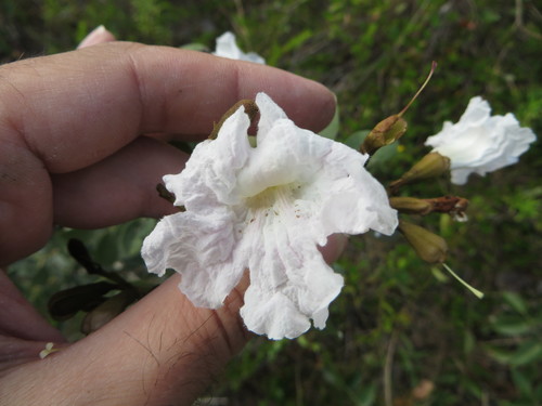Image of Tabebuia bahamensis by (c) Ben Machado, some rights reserved (CC BY)