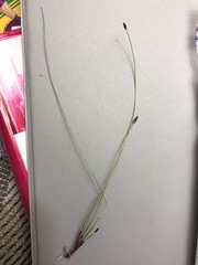 Eleocharis quinqueflora