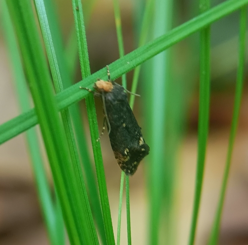 Pelecystola nearctica photo 2