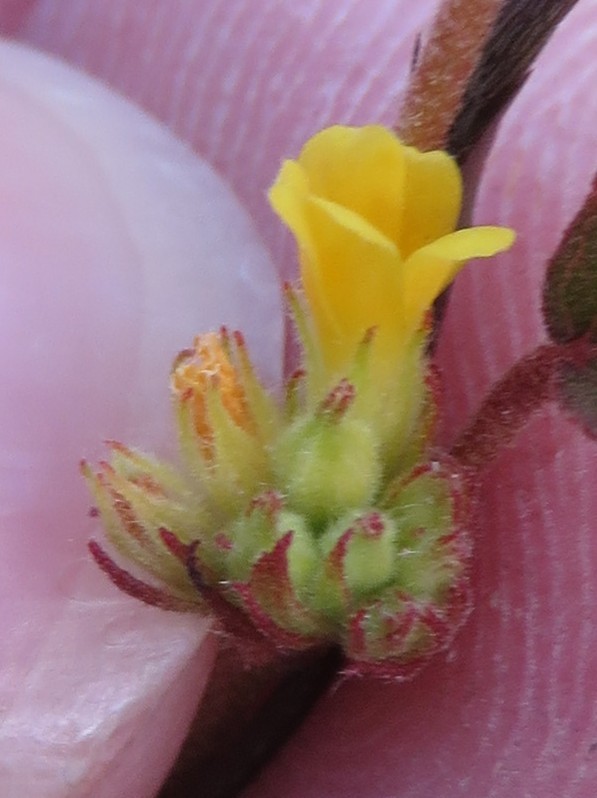 Waltheria bahamensis