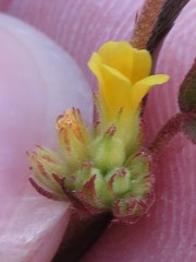 Waltheria bahamensis