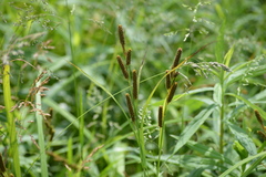 Carex shortiana