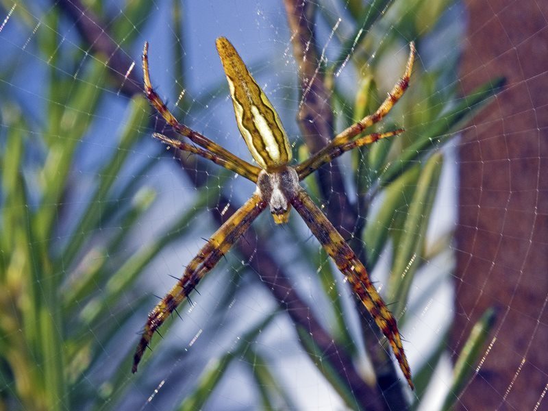 Leaf-backed Saint Andrew’s Cross Spider