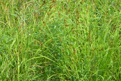 Carex shortiana