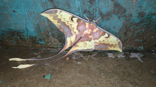 Photo of Kerala Moon Moth (Actias keralana)