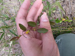 Waltheria bahamensis