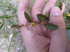 Waltheria bahamensis