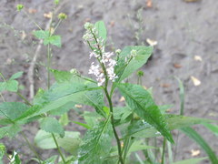 Iodanthus pinnatifidus