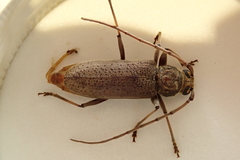 Stromatium longicorne