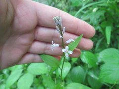 Iodanthus pinnatifidus