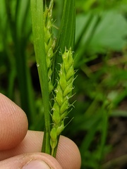 Carex davisii