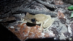 Osteocephalus oophagus