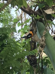 Icterus icterus