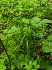 Carex davisii
