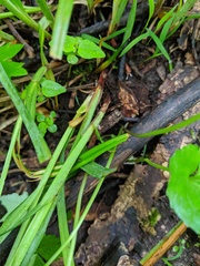 Carex davisii