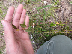 Waltheria bahamensis