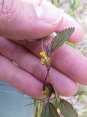 Waltheria bahamensis