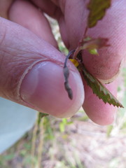 Waltheria bahamensis