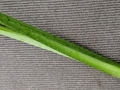 Carex davisii