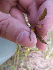 Waltheria bahamensis