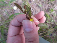 Waltheria bahamensis