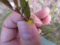 Waltheria bahamensis