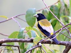 Coccothraustes abeillei