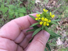 Erysimum hieraciifolium