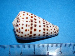 Conus eburneus image
