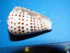 Conus eburneus