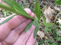 Erysimum hieraciifolium